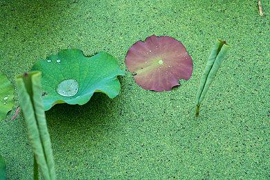 微软计划在未来将旧的Xbox One变成XGP云游戏主机